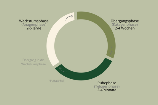 Der Haarwachstumszyklus - So wachsen unsere Haare!